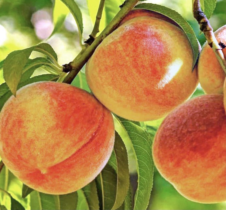 Персик Pf 24-c ( Cold Hardy)