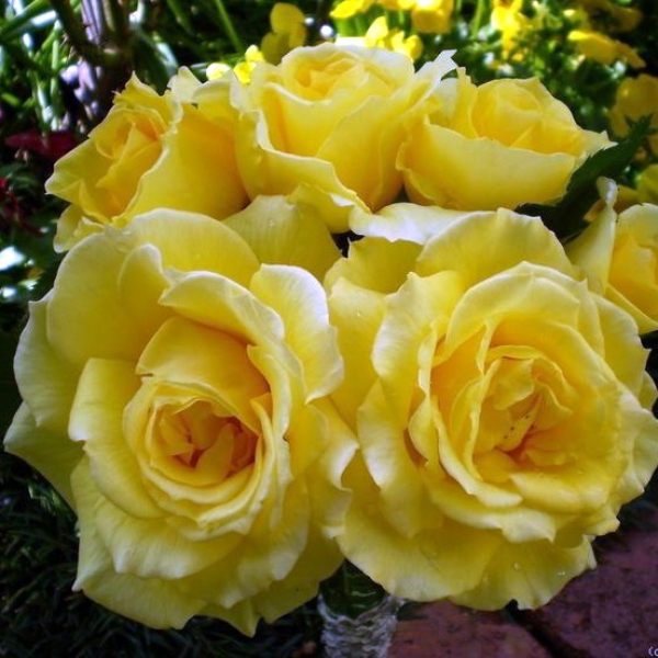 РІМОЗА (Rimosa)