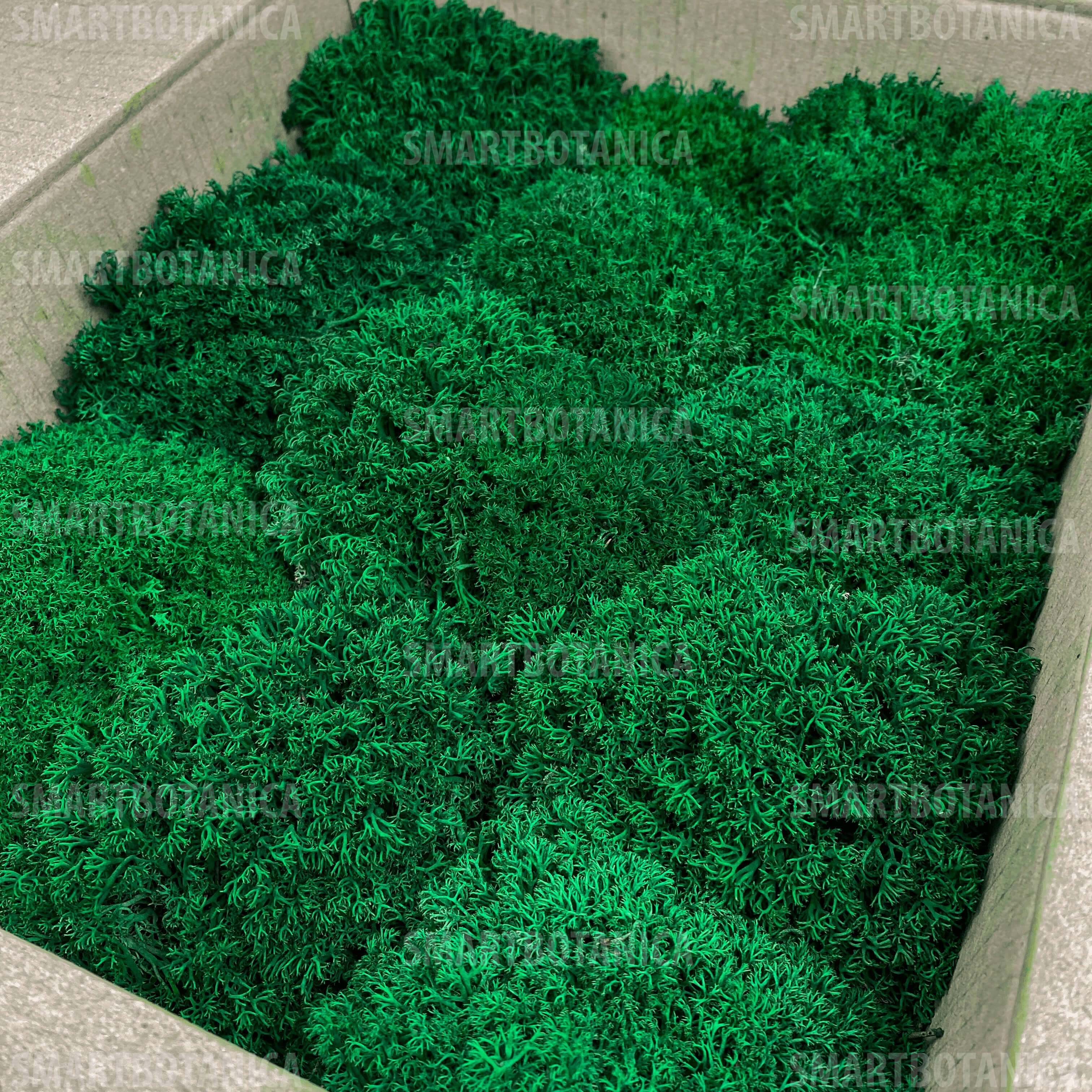 Стабілізований мох Ягель Королівський Green Forest №001 в упаковці