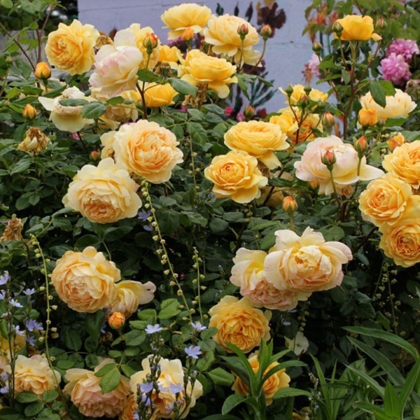 Голден Селебрейшн — Golden Celebration