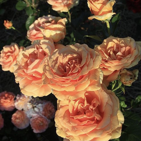 Ашрам — Ashram