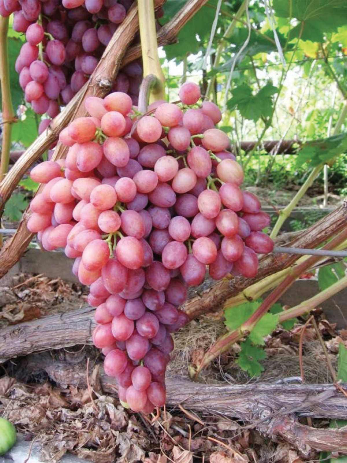 Кишмиш Лучистий