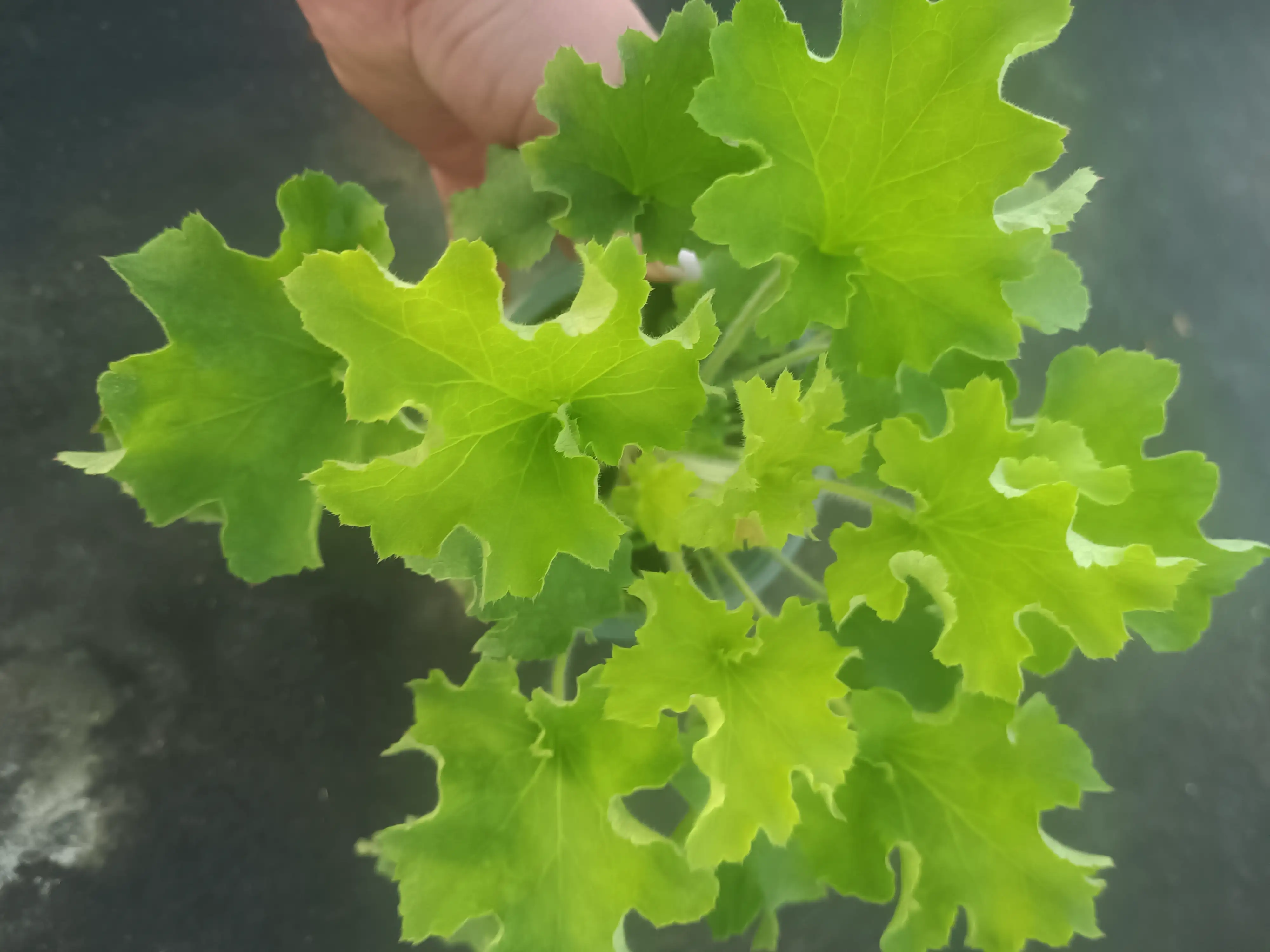 Гейхера Rex Lime у горщику 2л