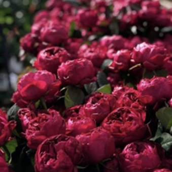 РАСПБЕРРІ ЕЛЕГАНС (Raspberry Elegance)