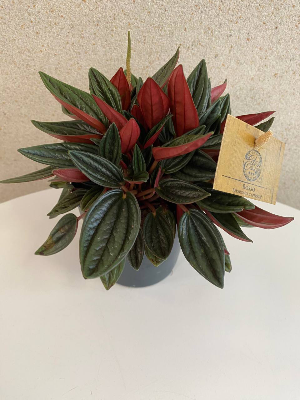 Peperomia
