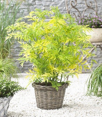 🌿 Бузина чорна "Golden Tower"