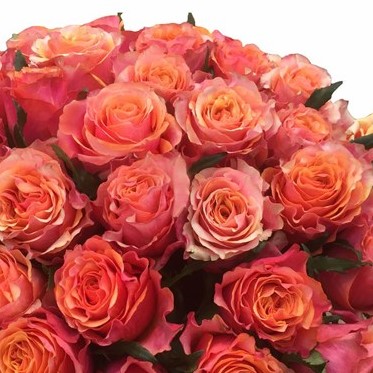 Альтамода (Altamoda)