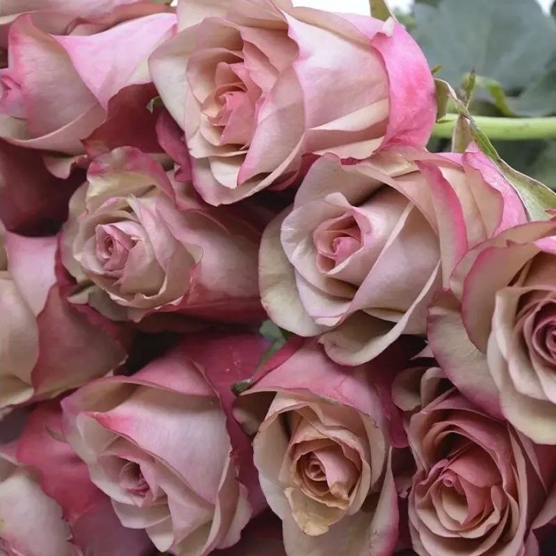 Вінтаж (Vintage)