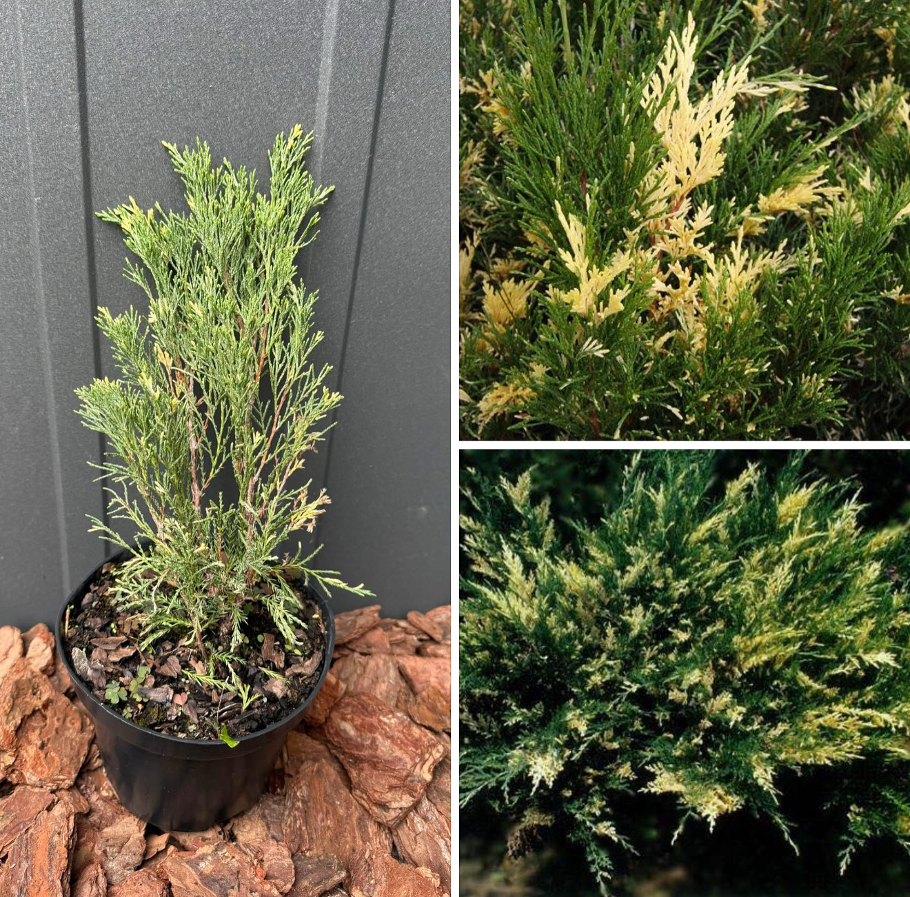 Ялівець сабіна