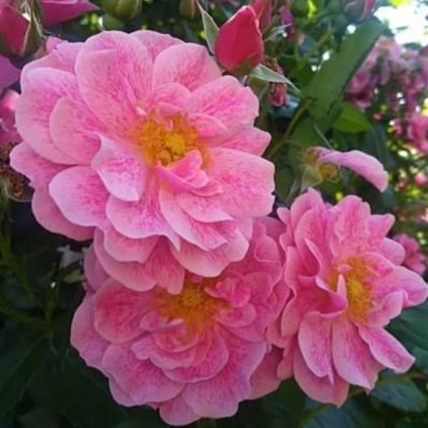 Камелот — Camelot