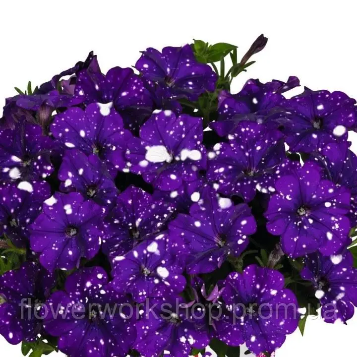 Петунія Sweetunia 