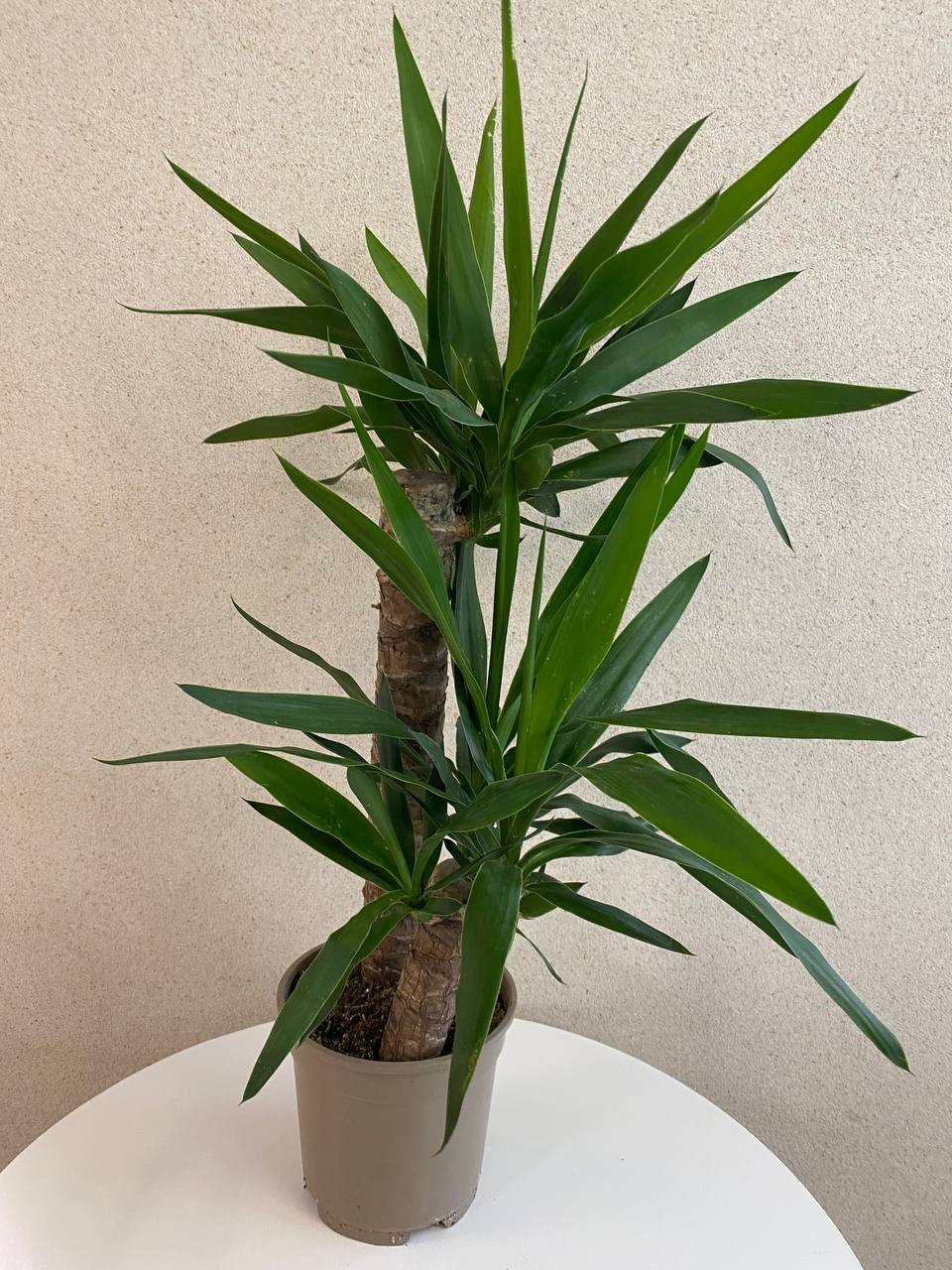 Yucca
