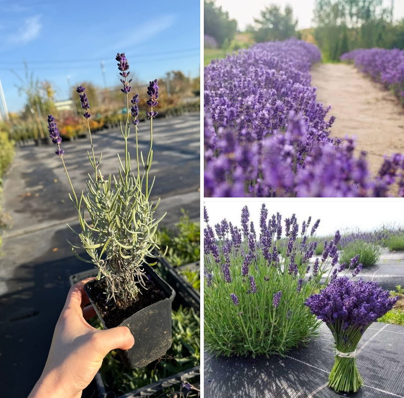 Лаванда хід кот