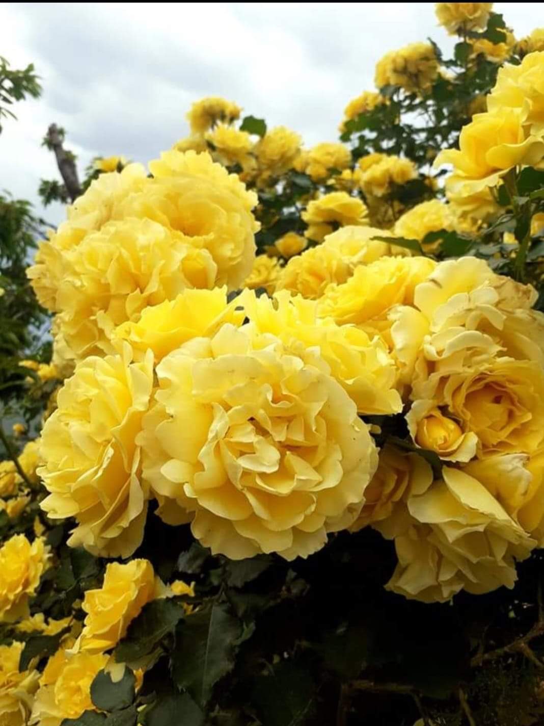 РІМОЗА (Rimosa)
