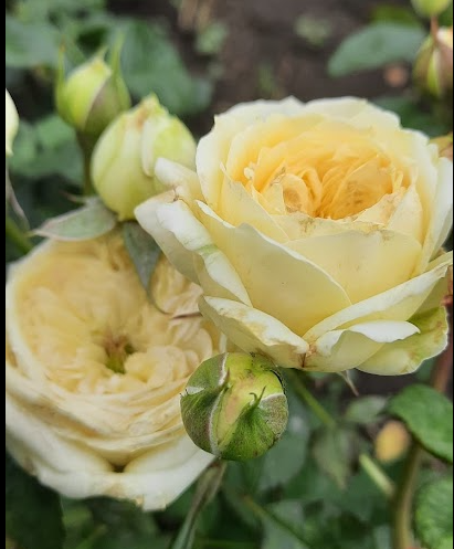 Гайд Парк — Hyde Park