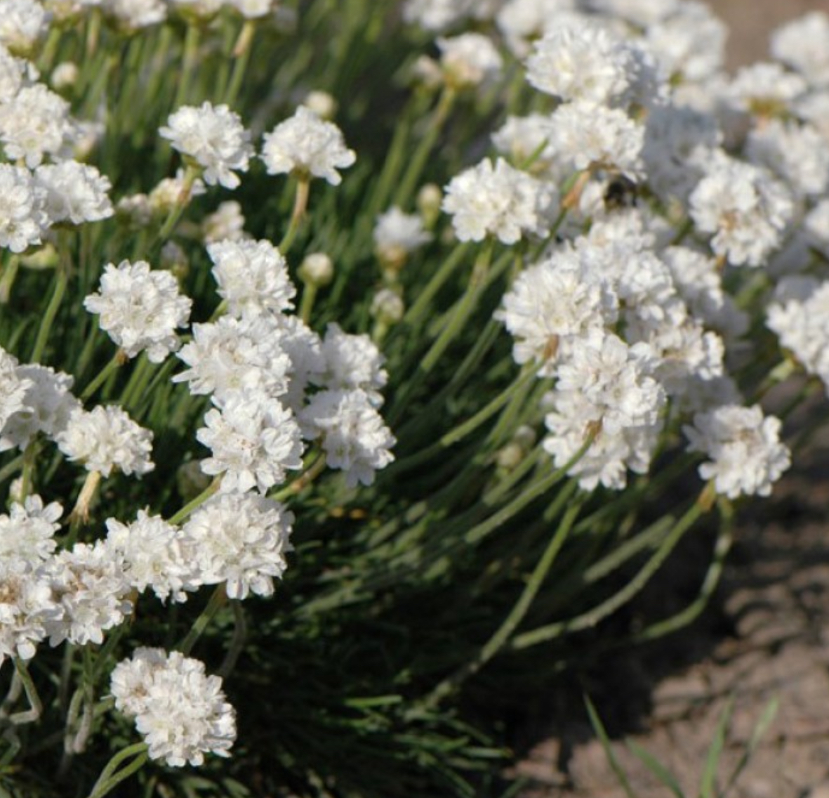 Армерія біла р9