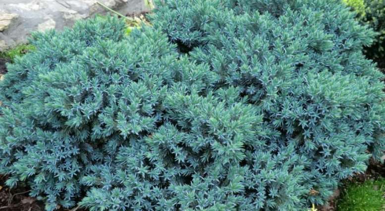 🌿 Ялівець 'Blue Star' (Juniperus × pfitzeriana 'Blue Star') в касеті