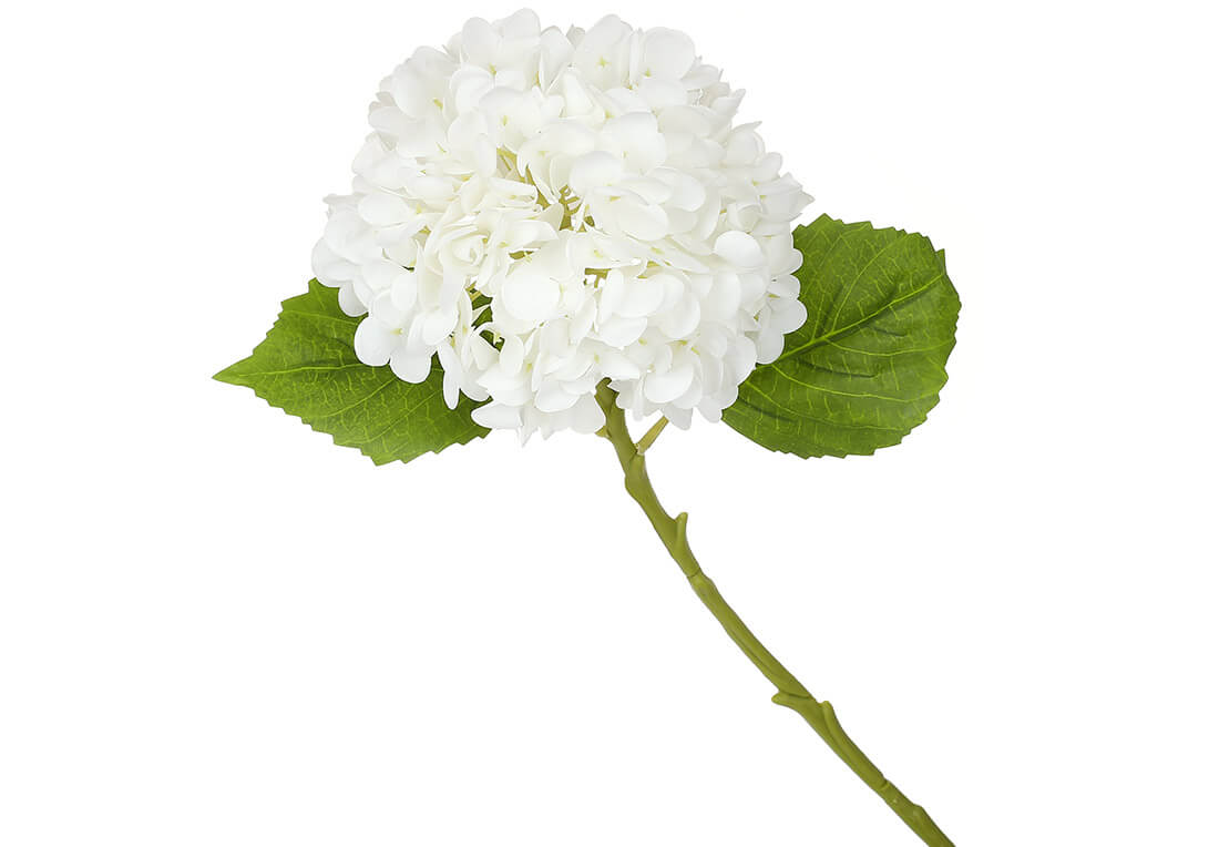 Гортензія латексна