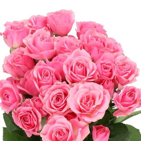 Ван Топ (One Top)