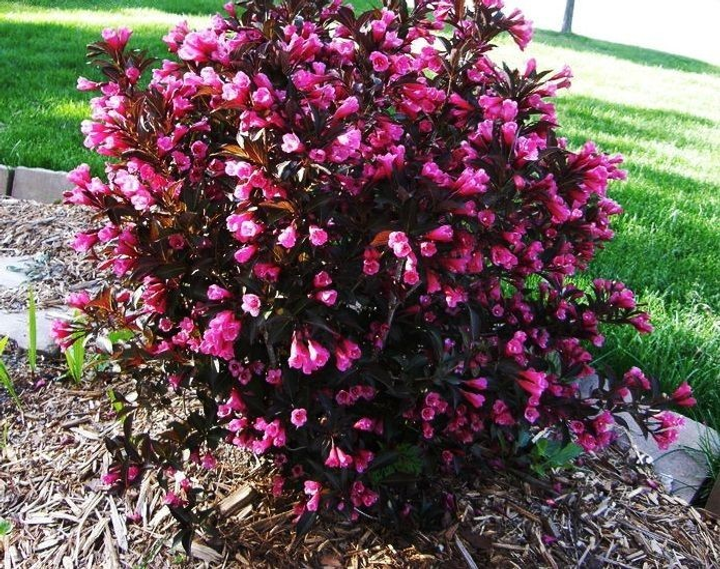 🌺 Вейгела квітуча Tango (Вейгела "Танго")-copy