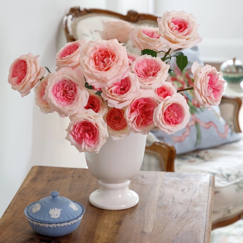 Mayra’s Bridal Pink – Майра’с Бридал Пінк