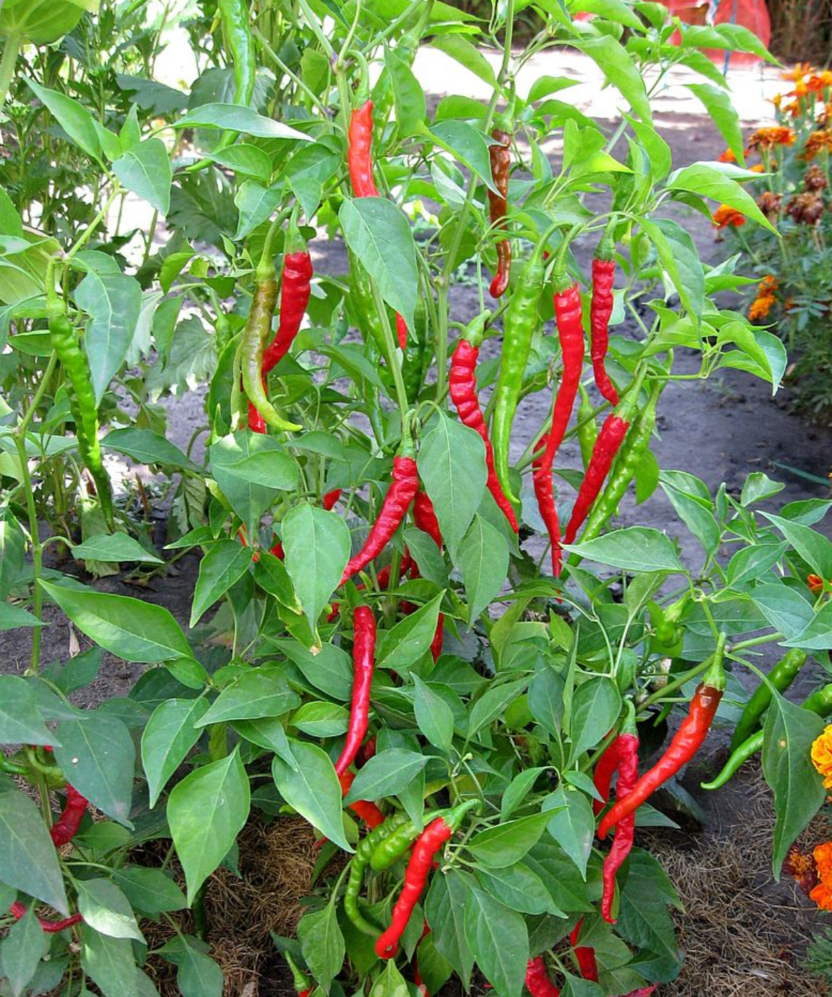 Перець Гіркий Кайене 0,3 г (АгроМайстер)