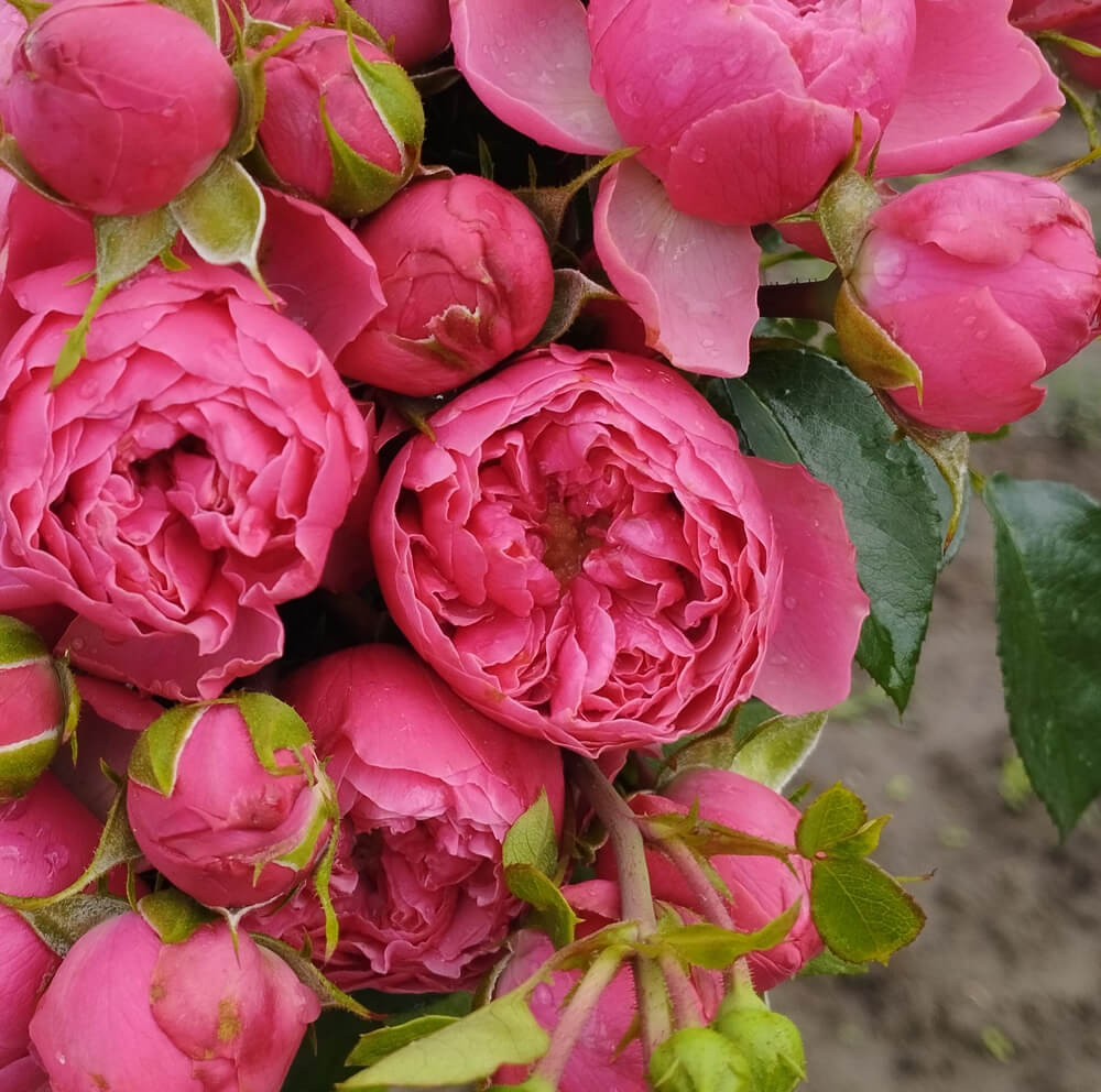 Меджик Рококо (Magic Rokoko)