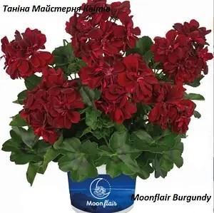 Пеларгонія ампельна бордового кольору Moonflair Burgundy (касетна розсада)