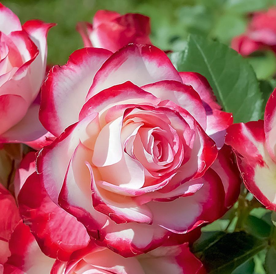 Ювілей Принца Монако (Jubile du Prince de Monaco)