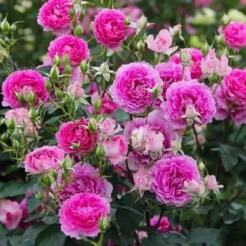 Шахерезада (Sheherazad)