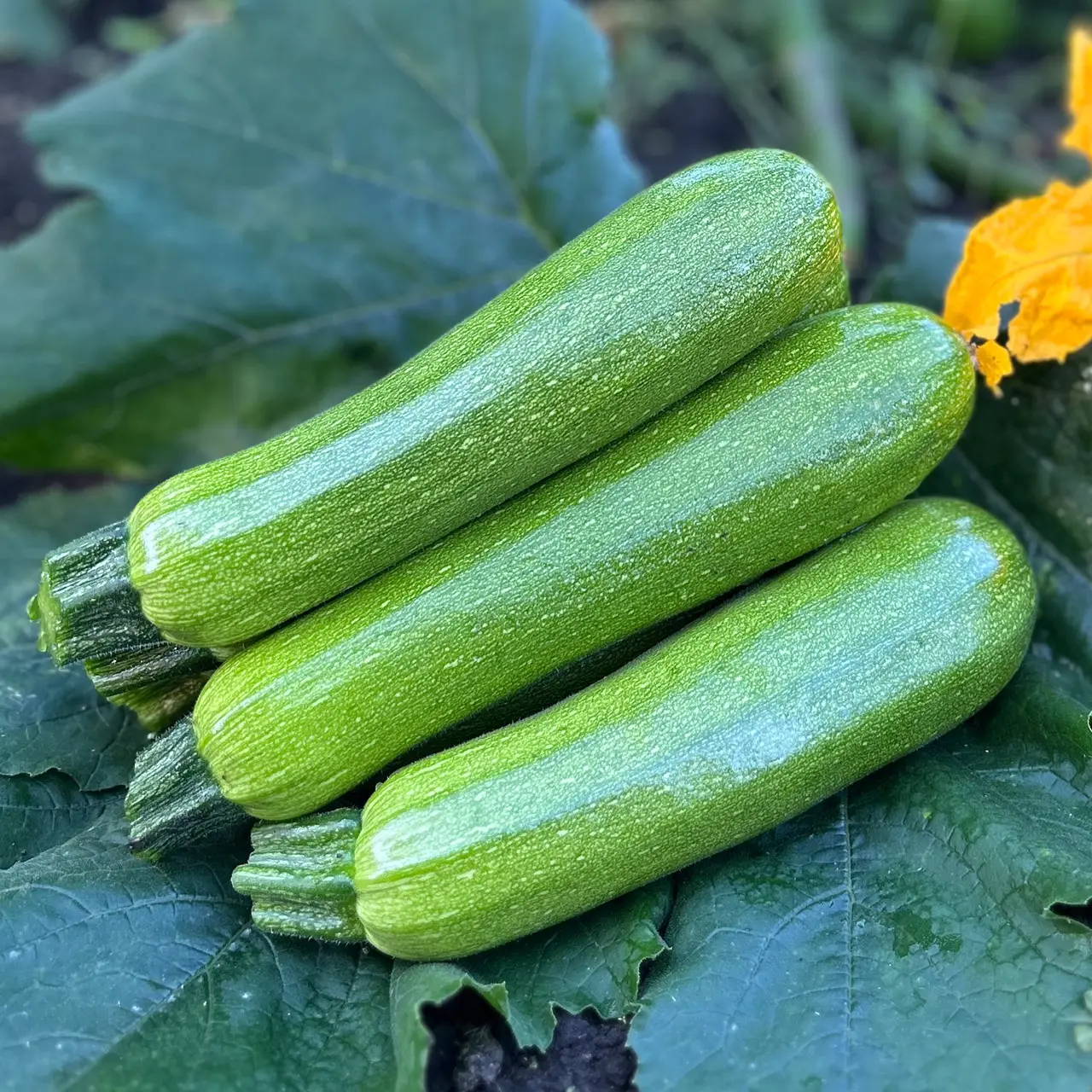 Кабачок Юлиан F1 (SQ111788 F1) / Yulian F1 (SQ111788 F1) 500 семян, кустовой (SAKATA)