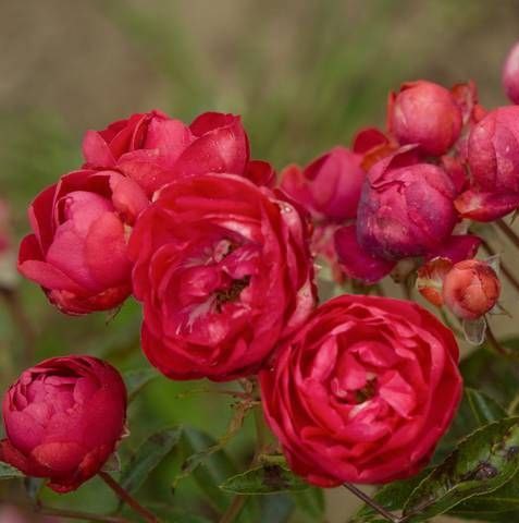 Дік Костер (Dick Koster)