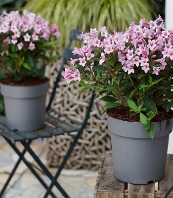 🌺 Вейгела квітуча Pink Poppet (Вейгела "Пінк Поппет")