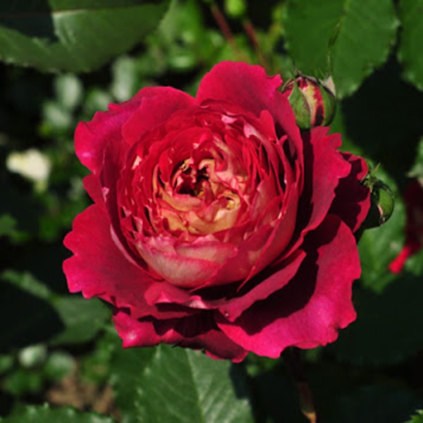 Доктор Массад — Docteurs Massad