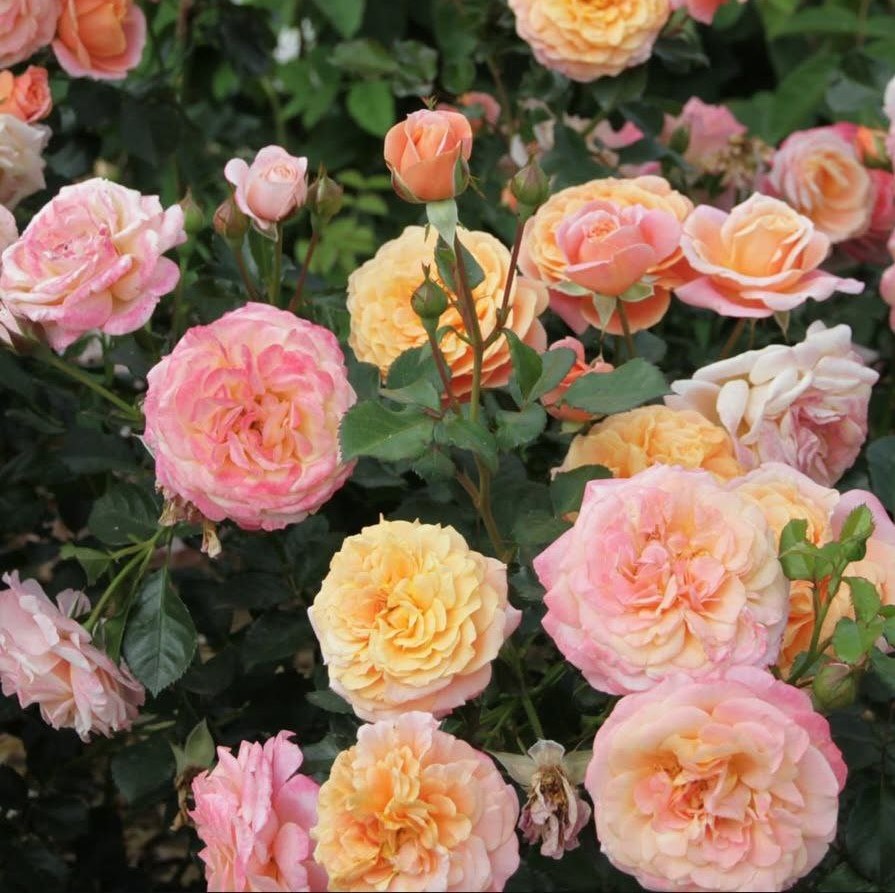 Піч Мельба (Peach Melba)