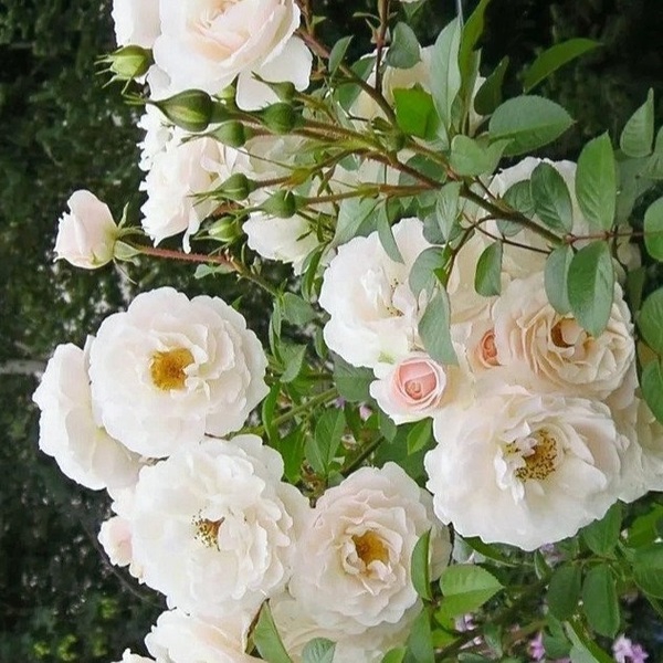 Вайт Клайд — White Cloud