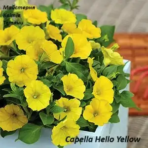 Петунія Capella Hello Yellow (касетна розсада)
