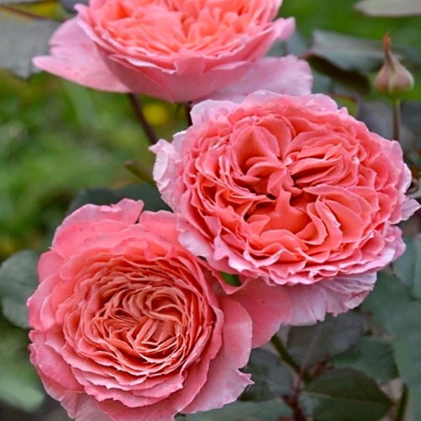 Лоран Каброль — Laurent Cabrol