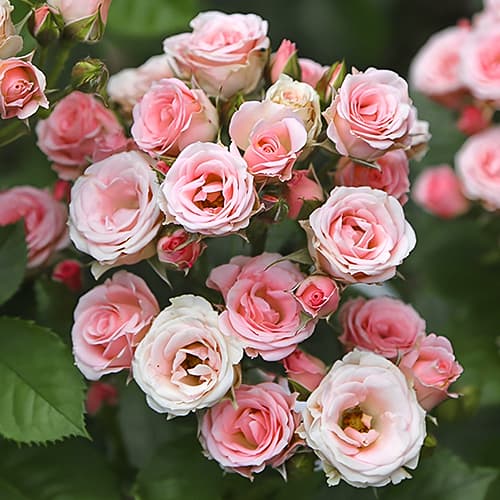 Троянда спрей Лідія