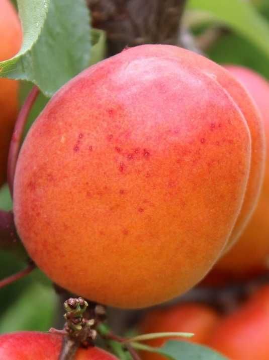 Абрикос Цунамі