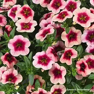 Калібрахоа Eyeconic Strawberry (касетна розсада)