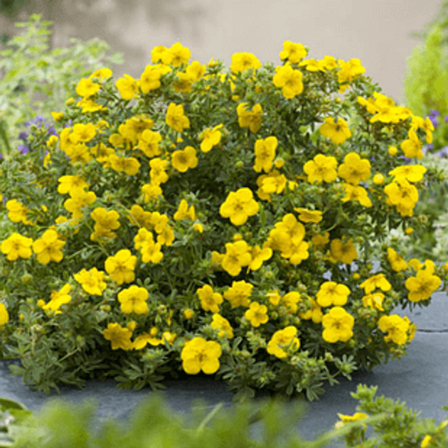 🌿 Лапчатка жовта (Potentilla fruticosa 'Goldfinger')