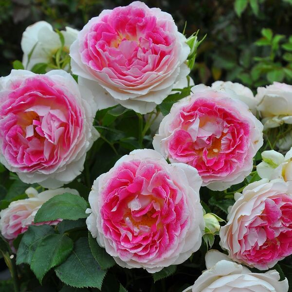 Гернсі — Guernsey