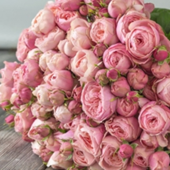 СІЛЬВА ПІНК (Silva Pink)