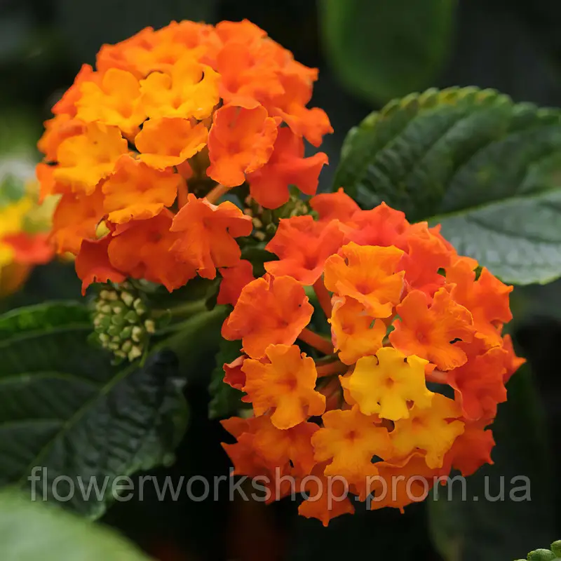 Лантана Lucky Red Flame (касетна розсада)