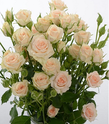 🌹 Троянда спрей "Яна"