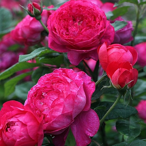 Бенджамін Бріттен — Benjamin Britten