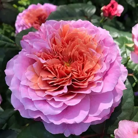 Айсфогель (Eisvogel)