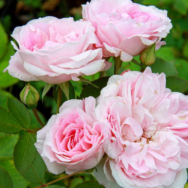 Моден блаш (Morden Blush)