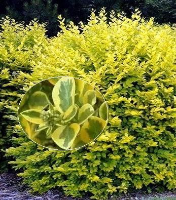 🌿 Бірючина золотиста "Aureum"